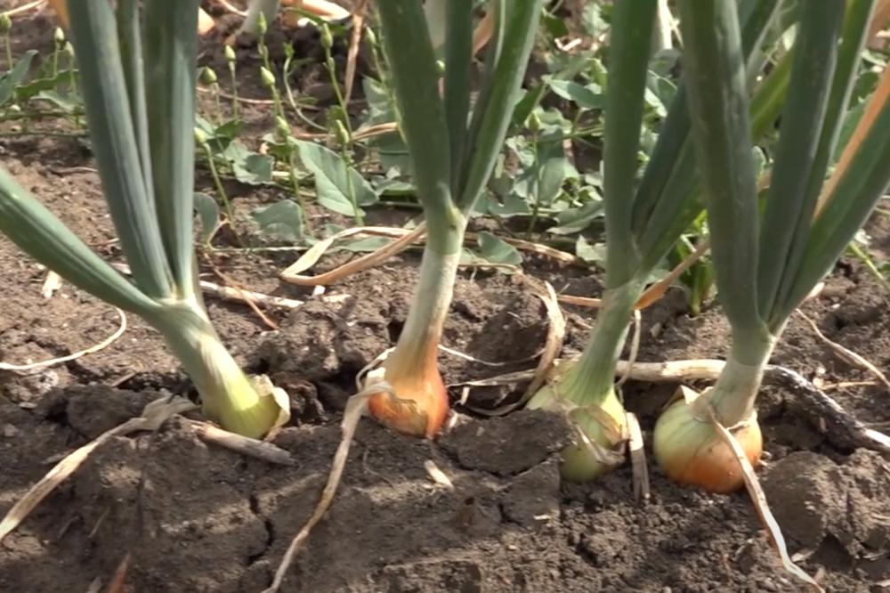 CRNI LUK JE PUN VITAMINA, ALI POSTOJI CAKA: Mogu da vam se dese 3 NEPRIJATNE STVARI!