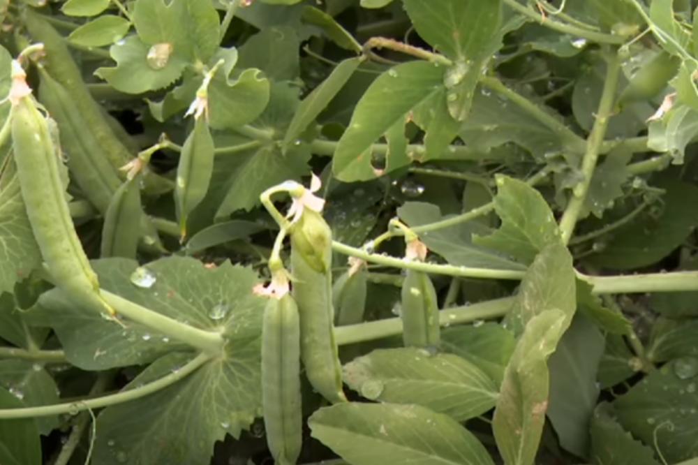 DIŽE IZ MRTVIH: Ovo POVRĆE je izuzetno ZDRAVO, sadrži gotovo sve neophodne MINERALE i VITAMINE!