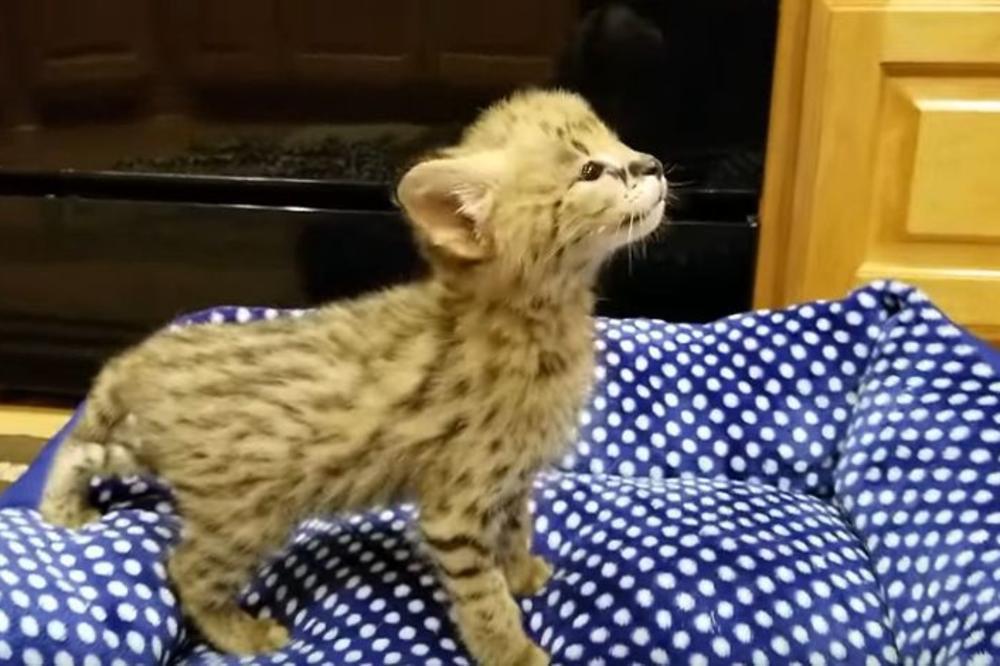 EGZOTIČNA ŽIVOTINJA SE POJAVILA U SPOTU REPERA: Dali 6.000 evra za mačku, ispostavilo se da nije OBIČNA CICA MACA