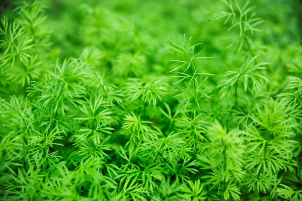 CRNI KIM NE LEČI SVE