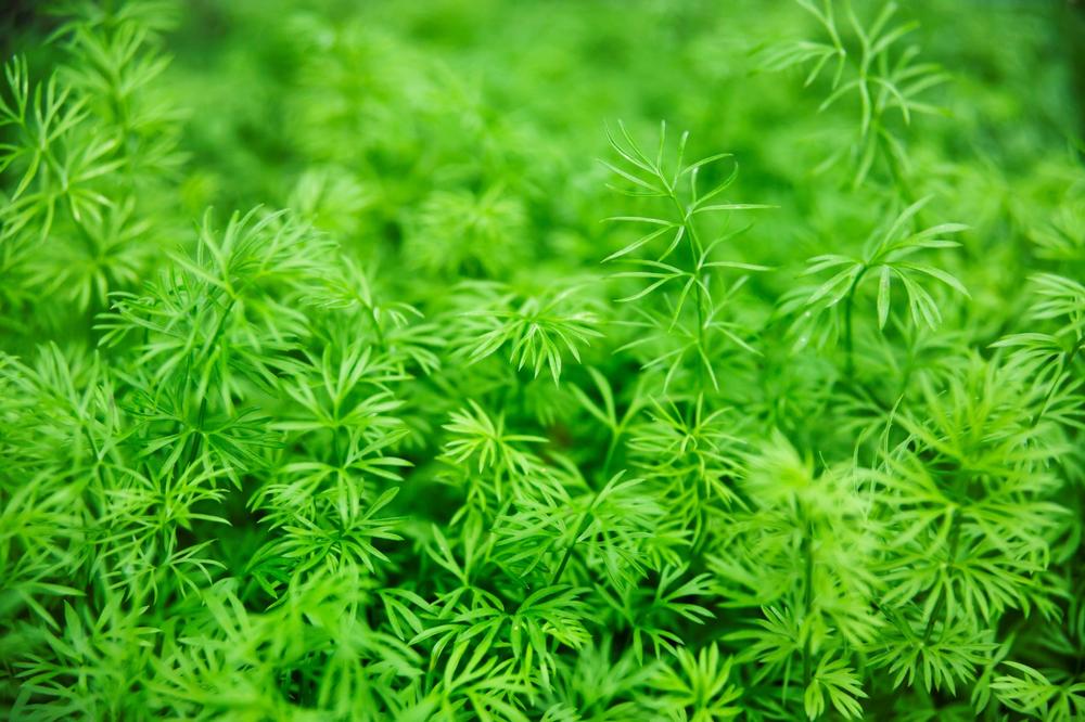 CRNI KIM NE LEČI SVE