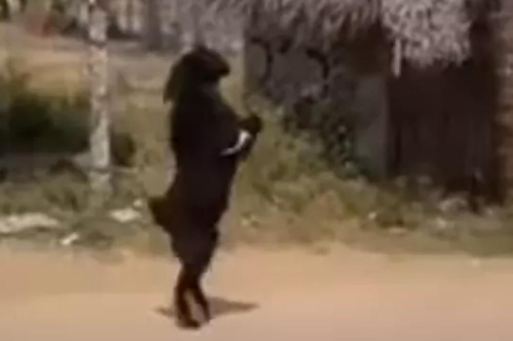 KAO DA VIDIMO SAMOG ĐAVOLA: Crna koza hoda NA DVE NOGE, šta je ovo? (VIDEO)