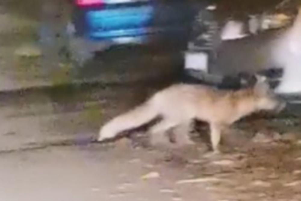 DIVLJA ZVERKA SNIMLJENA U ZRENJANINU! Slobodno je trčkala danima! (VIDEO)