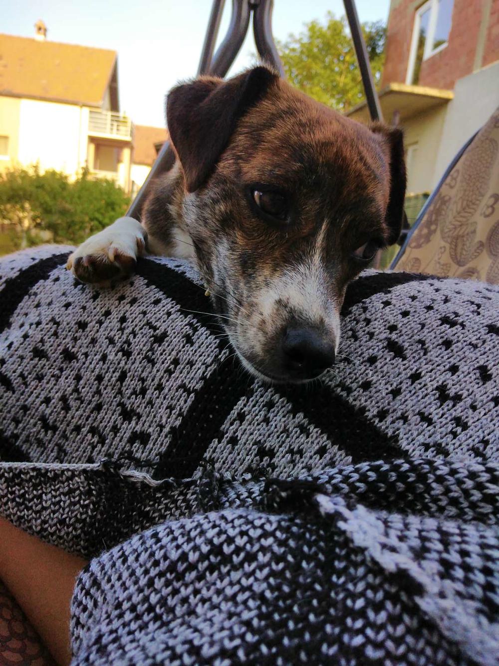 Glumim da sam nežna latica ruža