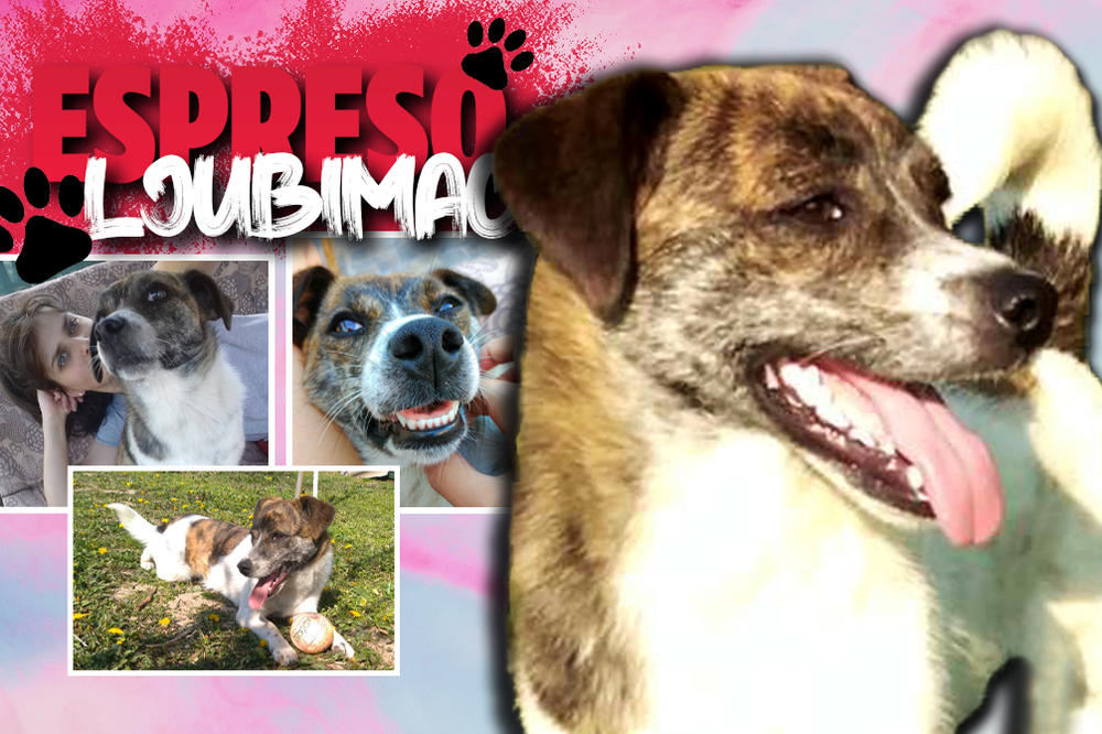 KRALJICA DRAME, UBEĐENA DA IMA TRI LJUBIMCA! Kosu su ostavili da ugine, preživela je i udomila nas