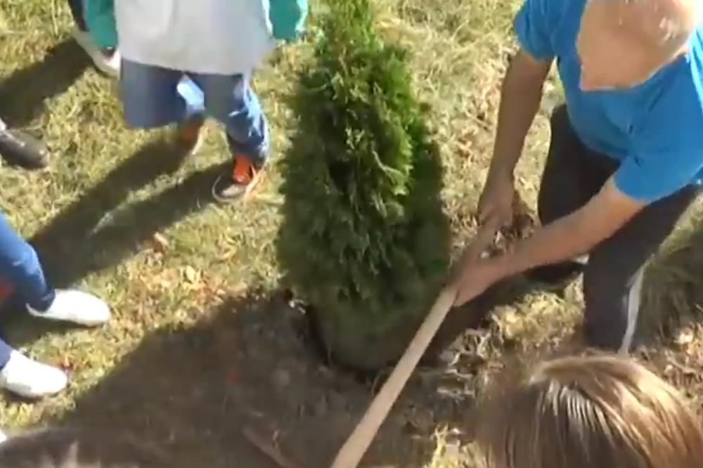 ČAJETINA: Eko patrola u akciji sadnje ukrasnog drveća