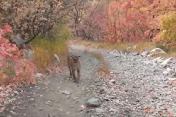OD OVOGA MOŽE ČUKA DA STANE! Planinar bežao od PUME,   6 minuta je GLEDAO SMRTI U OČI (VIDEO)