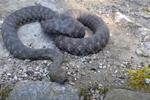 PITON DUG METAR I PO ŠETAO ZAGREBOM: Porodica koja ga je naišla bila je zaprepašćena