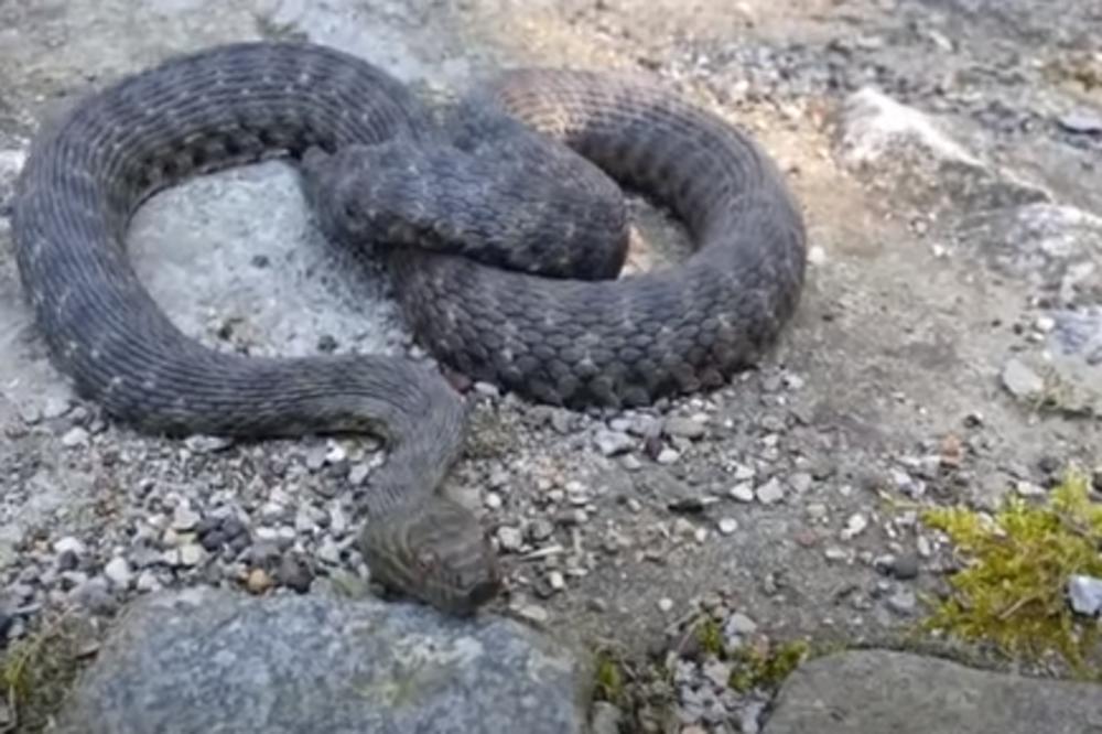 ZMIJA U CENTRU BEOGRADA: Uplašeni ljudi iz Kosovske ulice našli su je u zgradi!