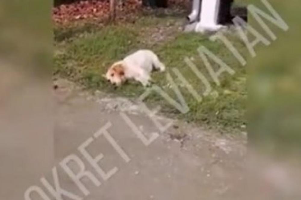 JEZIV SNIMAK, 12 NJUŠKICA UBIJENO U SRBIJI! Pazite vašeg ljubimca, a ovo gledajte na svoju odgovornost