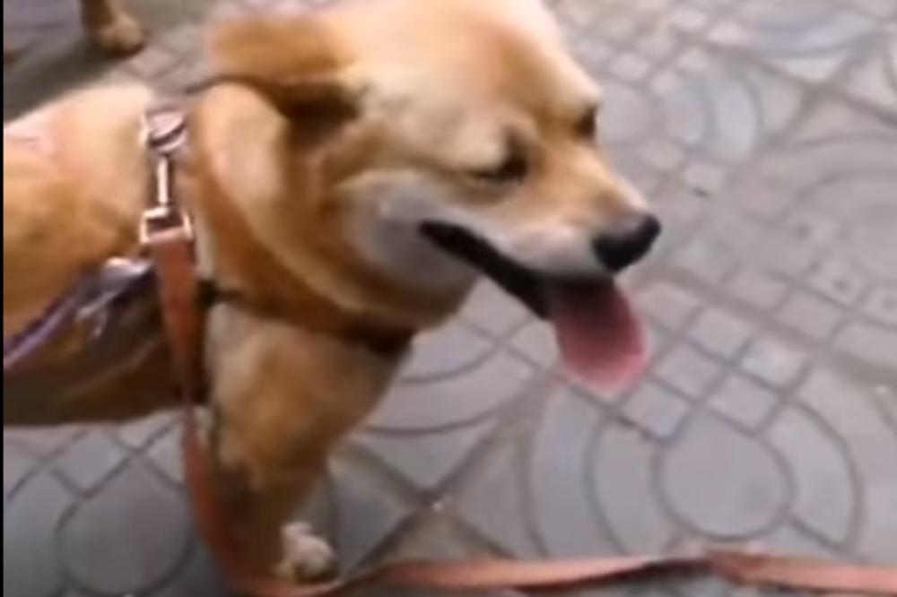 GENIJALNA IDEJA! Vlasnik je stavio OVO na svoju kučku i niko nije smeo da joj priđe! Rešio je problem ODMAH (VIDEO)