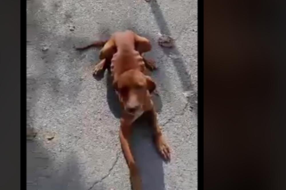 KUCA IZ KURŠUMLIJE JE U OČAJNOM STANJU: On je živi leš, izbačen je ulicu, PUZI OD STAHA JER JE MUČEN, treba mu dom