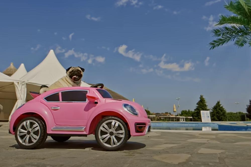 TOP 5 PASA NA VISOKOJ ŠAPI! Ovi kućni ljubimci žive bolje nego ljudi, a granule ZARAĐUJU NA DRUŠTVENIM MREŽAMA!