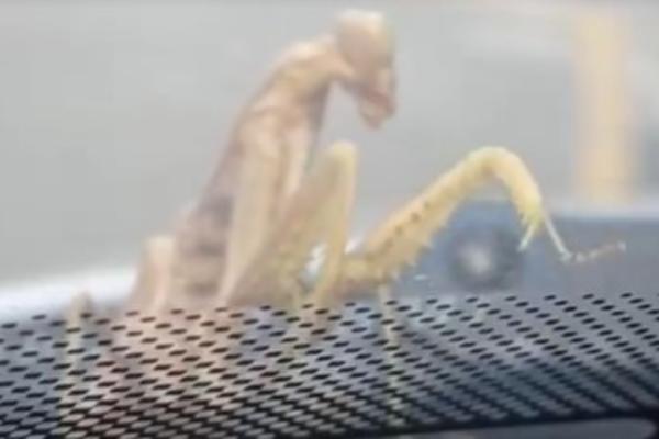 BEOGRAĐANKA JELENA VOZILA KROZ CENTAR BEOGRADA, NA AUTO JOJ SLETELO "ČUDOVIŠTE": Prepala se kad je videla PIPKE