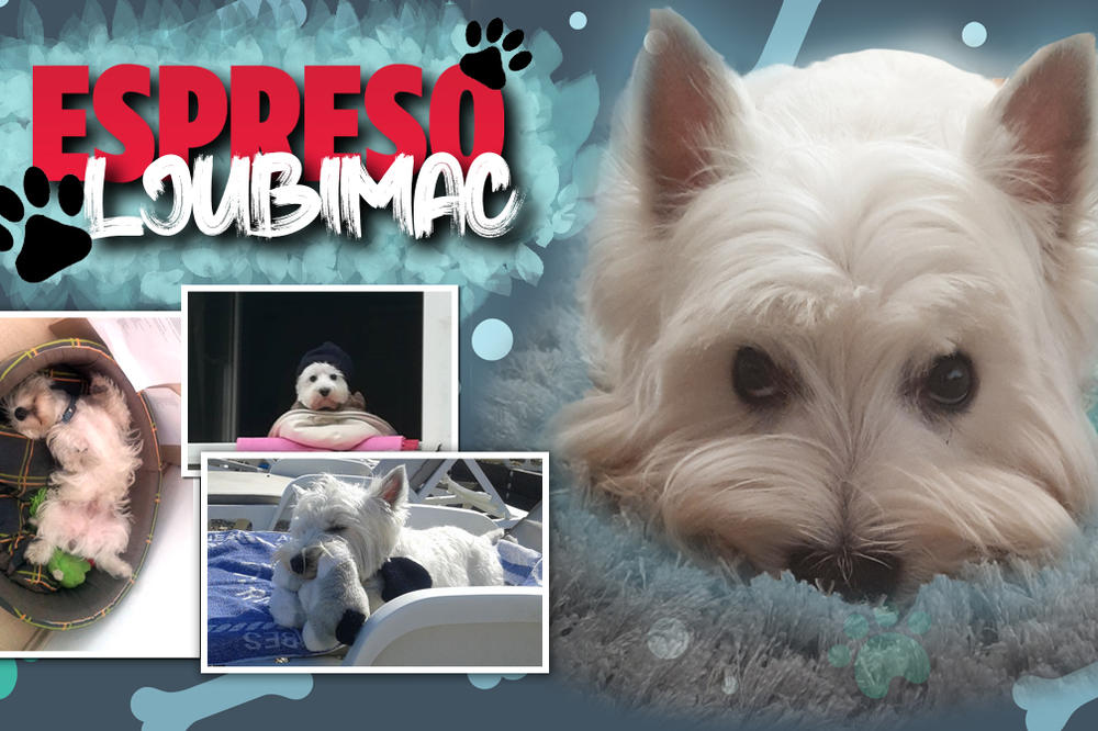 NADAREN SAM ZA GLUMU PA SAM ZARAĐUJEM ZA GRANULE: Otto je ljubimac naše Bojane, a danas je njegov DIVAN DAN