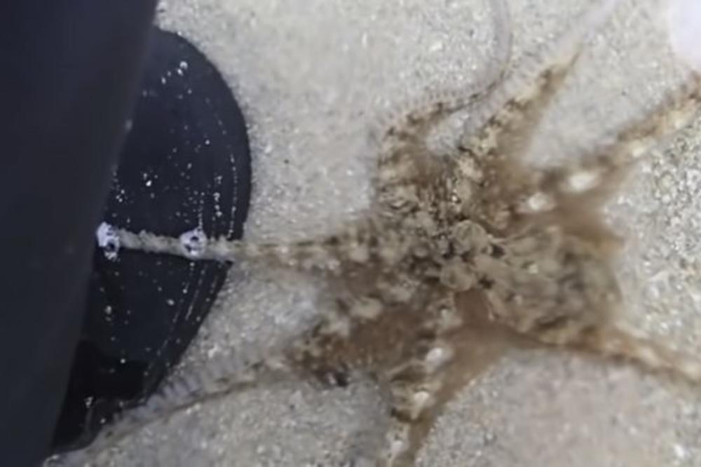 ČOVEK JE SPASIO HOBOTNICU KOJA SE NASUKALA: Njenu reakciju nakon toga NEĆE NIKADA ZABORAVITI (VIDEO)