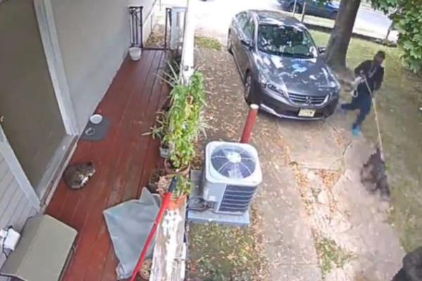 PUSTIO PITBULA NA KOMŠIJINU MAČKU! Ali to nije sve, ovaj čovek je stvarno DNO! (VIDEO)