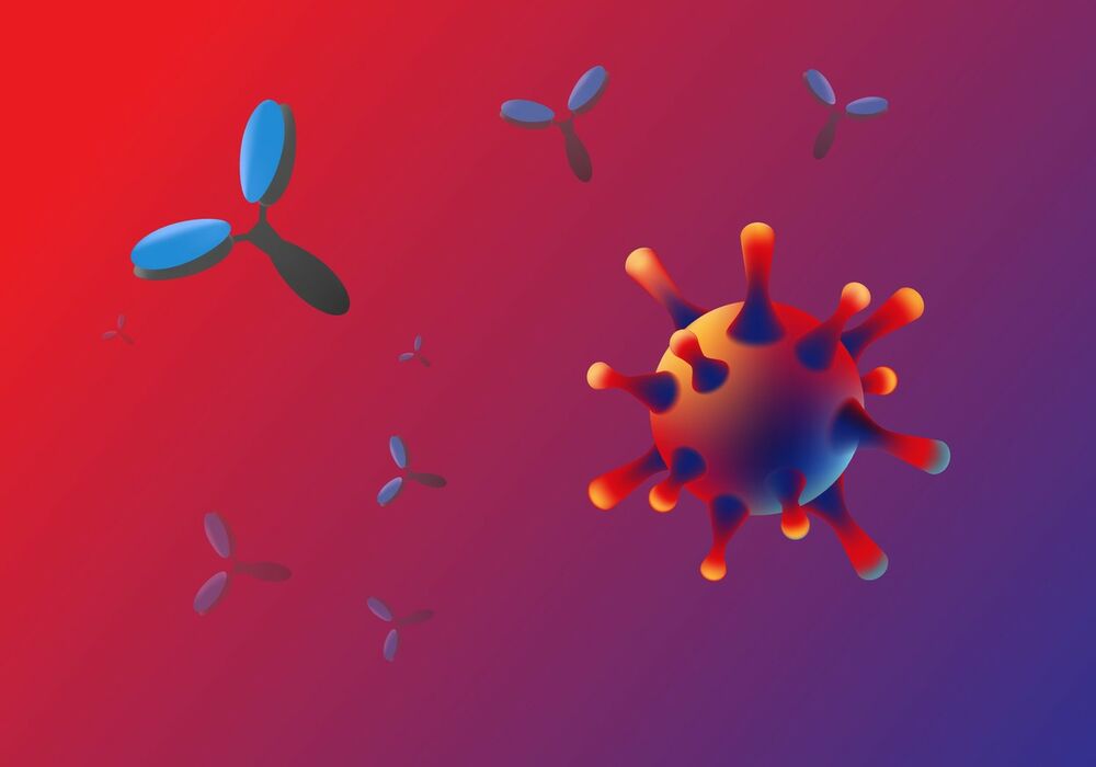 Koronavirus, Ćelije koronavirusa, Antitela