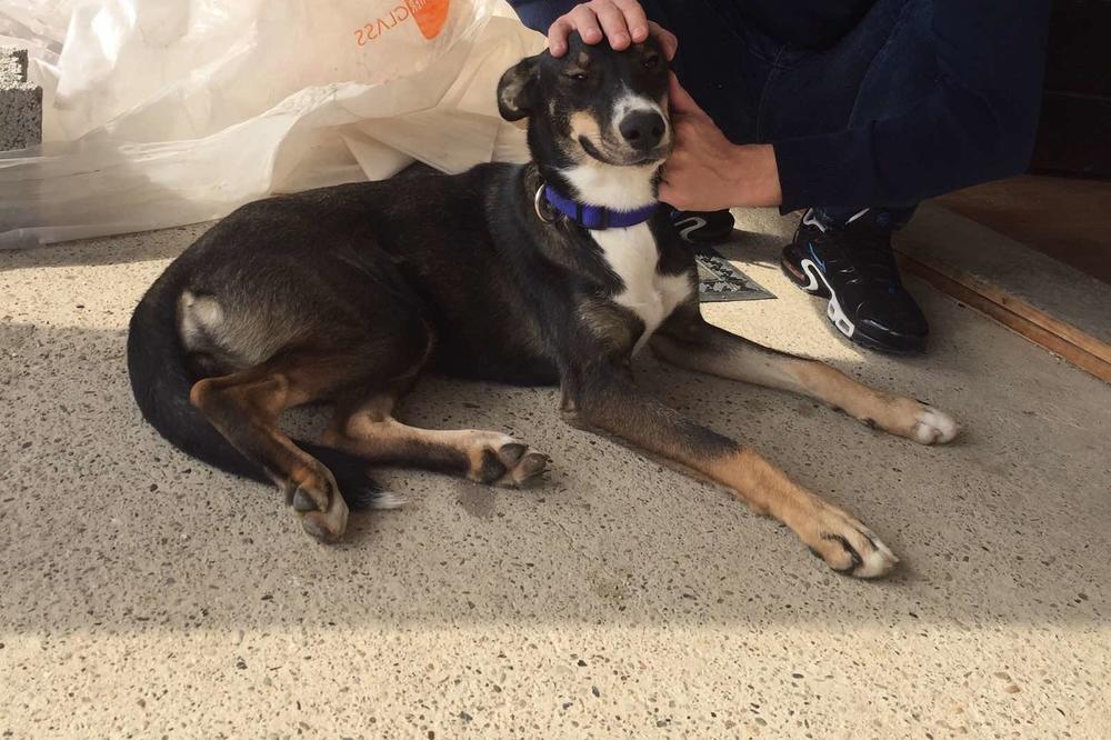 UDOMI, NE KUPUJ: Ova preslatka kuca traži dom,oduševićete se kada čujete ko su joj roditelji