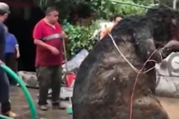 ŠOK NAD ŠOKOVIMA, IZ POPLAVE IZVUKLI OVU DŽINOVSKU ŠTETOČINU: Radnici komunalnog preduzeća preplašeni! (VIDEO)