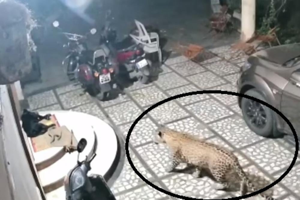 UZNEMIRUJUĆE! Posle ovog snimka sa sigurnosnih kamera, pse ćete puštati u kuću, ni noć neće biti napolju (VIDEO)