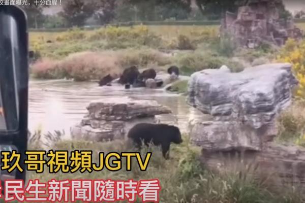 MEDVED KOLJE RADNIKA ZOO VRTA PRED POSETIOCIMA, LJUDI VRIŠTE! Gledajte snimak na svoju odgovornost! (VIDEO)