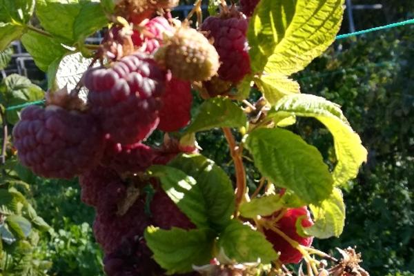 NEMA KO DA BERE CRVENO ZLATO: Očajni domaćini nude rekordne dnevnice!