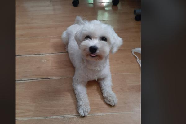 NEKO JE LAKIJA UKRAO IZ DVORIŠTA: Vlasnici ne prestaju da tragaju za njim