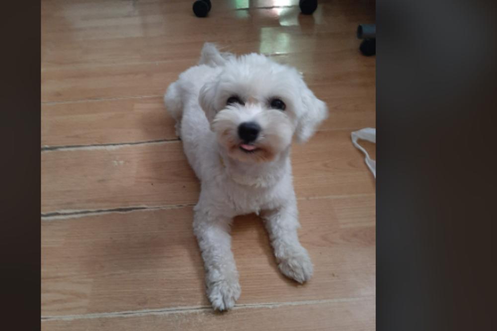 NEKO JE LAKIJA UKRAO IZ DVORIŠTA: Vlasnici ne prestaju da tragaju za njim