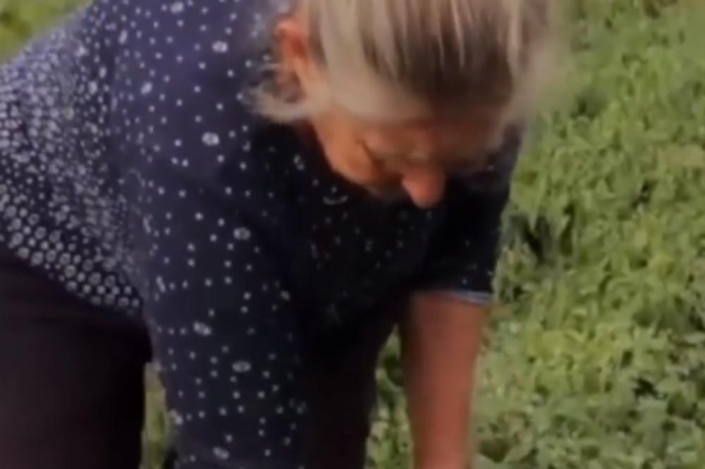 PAPRIKU SVE TEŽE PRODAJU, OVI SELJANI JEDVA DA IMAJU ŠTA POJESTI: Snimak vrednih ljudi će vas RASPLAKATI! (VIDEO)