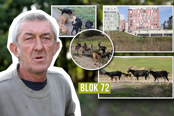 OVO JE MOJA OAZA MIRA SA 25 KOZA I 15 PASA: Upoznajte Nebojšu (59), koji usred grada čuva koze, ONE SU MU SVE!