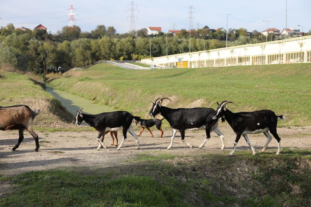 KOZE POSVAĐALE MEŠTANE KRUŠEVCA: Žalba jednog čoveka izazvala RAT na MREŽAMA, evo zašto! (FOTO)