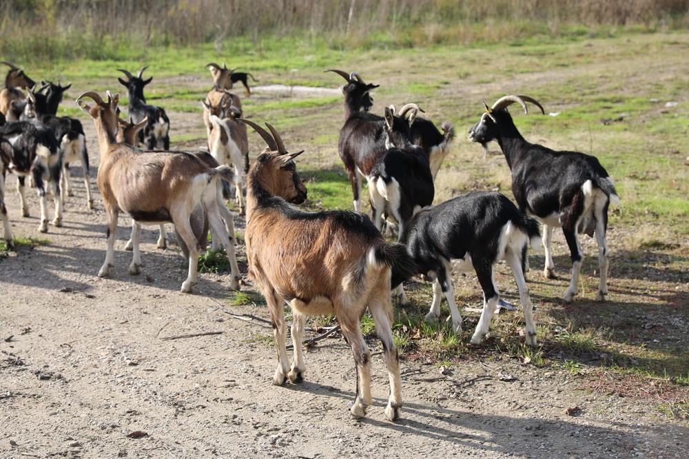 DRŽAVA DAJE SUBVENCIJE SVIMA KOJI SE BAVE OVIM POSLOM: Treba samo da se prijavite i pokrenuće BIZNIS