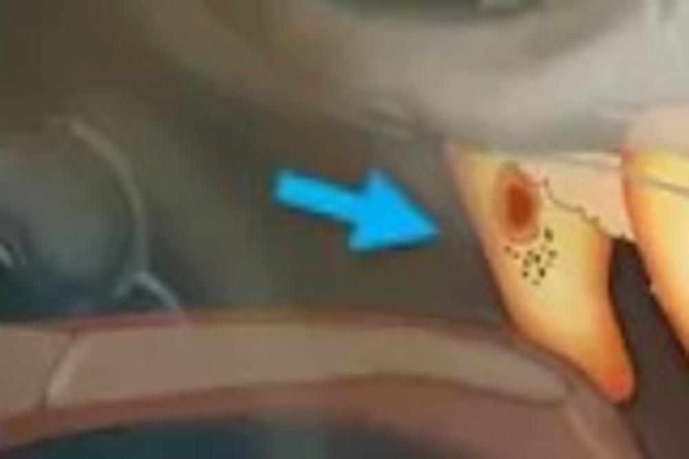 CEO SVET JE U ŠOKU! Na holadnskom INSTITUTU otkriven NOVI ORGAN U LJUDSKOM TELU! (FOTO)