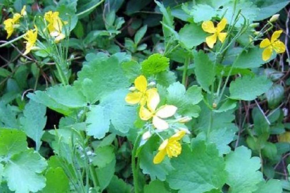 OVU BILJKU ZOVU BOŽIJI DAR I TO NIJE ZA DŽABE: Raste ZIMI i tvrde da leči OVU BOLEST!