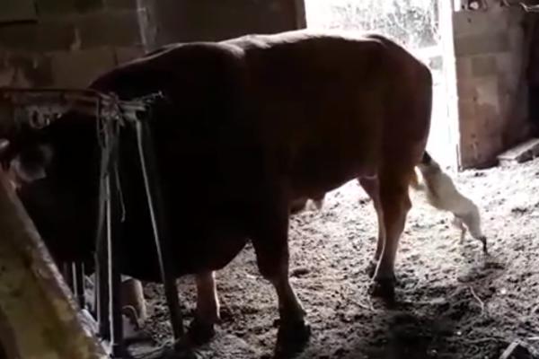 BIK JE IZ SVE SNAGE ŠUTNUO PSA KOJI JE OD UDARCA ODLETEO U DRUGI KRAJ ŠTALE: Snimak gledajte na svoju odgovornost!