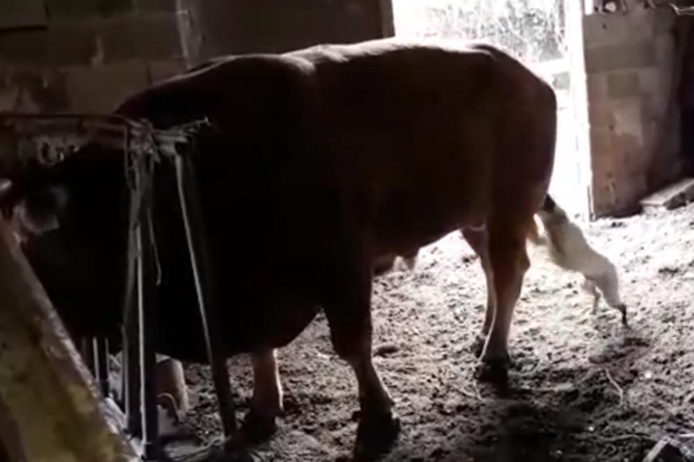 BIZARNA NESREĆA U BiH: Bik UBO vlasnika, lekari mu se trenutno bore za život!