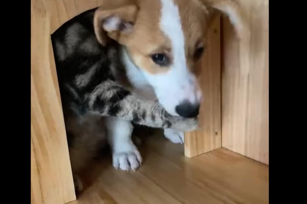 NAJSLAĐA STVAR KOJU ĆETE VIDETI DANAS: Kučence ušlo kod mace u kućicu, a onda se desila prava magija (VIDEO)