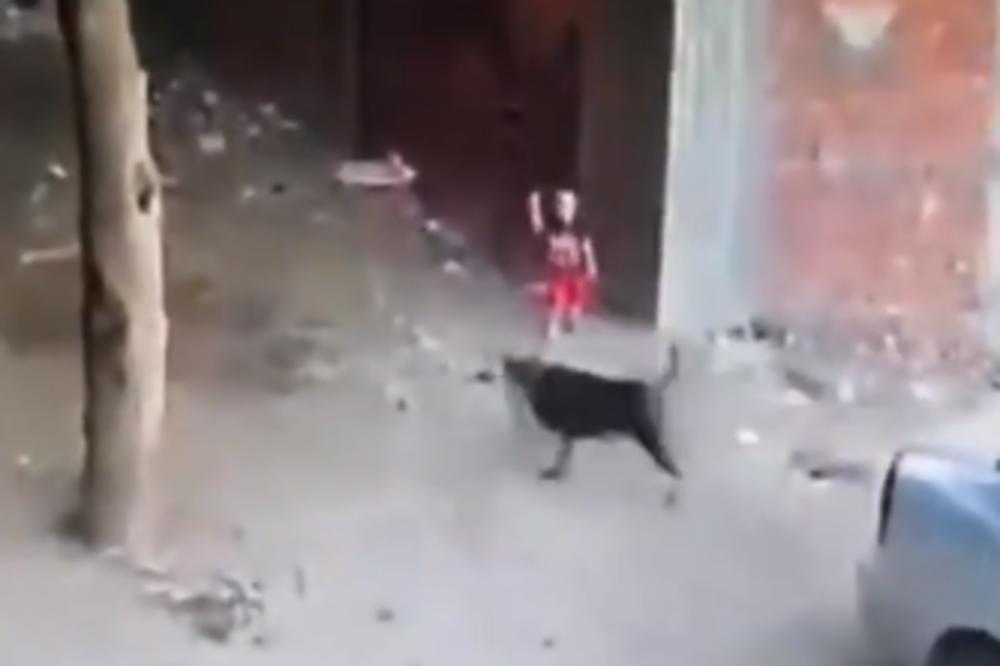 NAJNEVEROVATNIJI SNIMAK U 2020: Ogromni pas NAPAO DETE, mačka heroj RIZIKOVALA ŽIVOT da bi ga odbranila! (VIDEO)