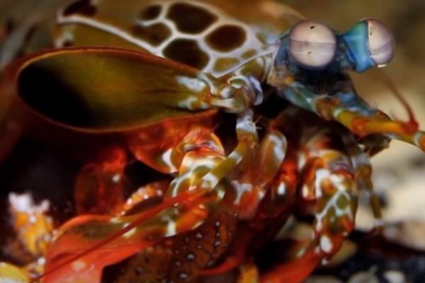 OVA ŽIVOTINJA MOŽE DA VIDI AKO STE BOLESNI! Nova naučna otkrića zapanjila SVET!