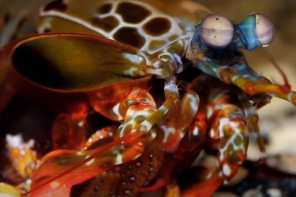 OVA ŽIVOTINJA MOŽE DA VIDI AKO STE BOLESNI! Nova naučna otkrića zapanjila SVET!