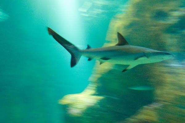 STRAVA I UŽAS U OMILJENOM LETOVALIŠTU SRBA: Ajkula otkinula dečaku (12) deo ruke!