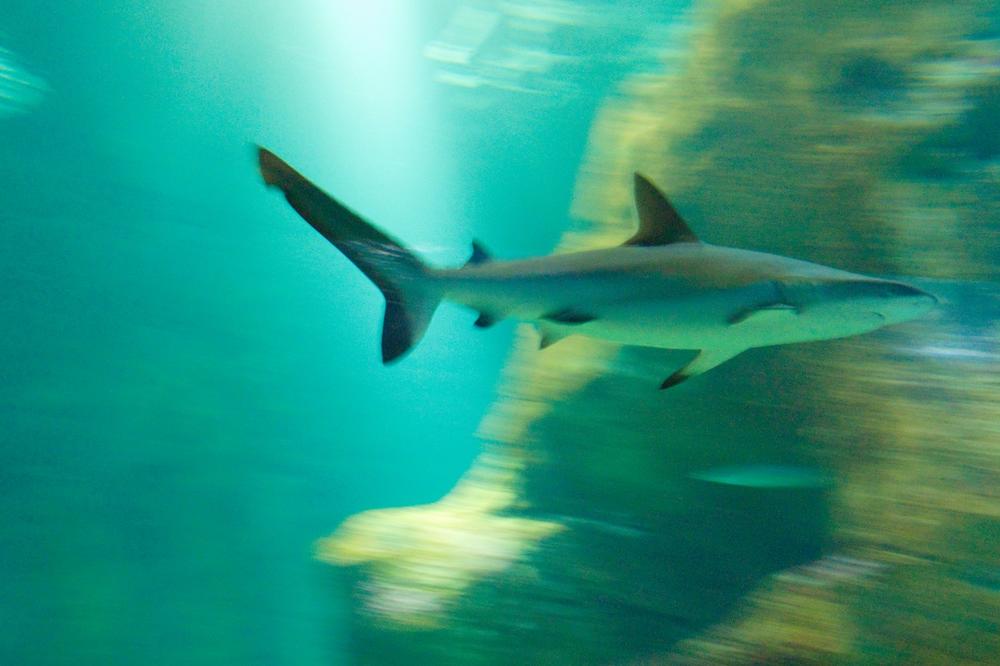 STRAVA I UŽAS U OMILJENOM LETOVALIŠTU SRBA: Ajkula otkinula dečaku (12) deo ruke!