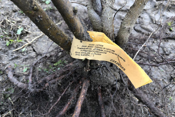 NA PIJACAMA KILO OVE VOĆKE KOŠTA PREKO 1.000 DINARA: Nikolići ga proizvode NA TONE, evo šta im OLAKŠAVA POSAO