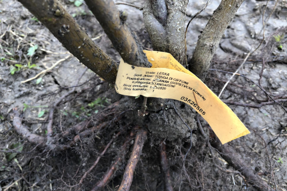 OVA VOĆKA DONOSI MILIONE SRBIMA! Masovno počela sadnja, vrlo lako možete da se obogatite, evo i kako!