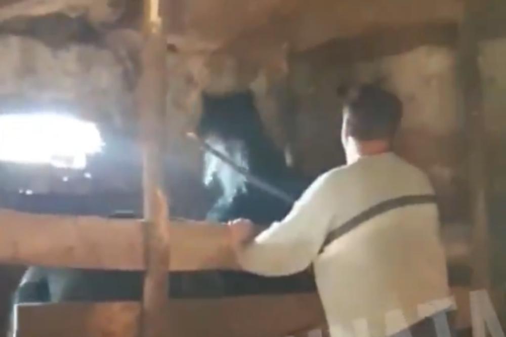 OVAJ DIVLJAK BIJE KONJA, TUGA JE KAKO ŽIVOTINJA REAGUJE: Još jedan užas koji se dešava U SRBIJI (VIDEO)