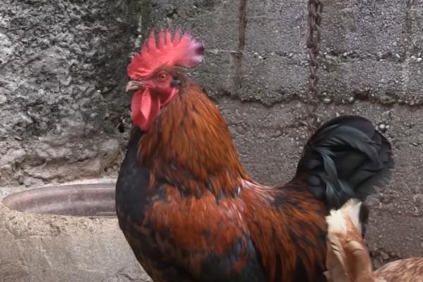 PETAO UBIO POLICAJKU! Stravičan incident, lekari bili bespomoćni