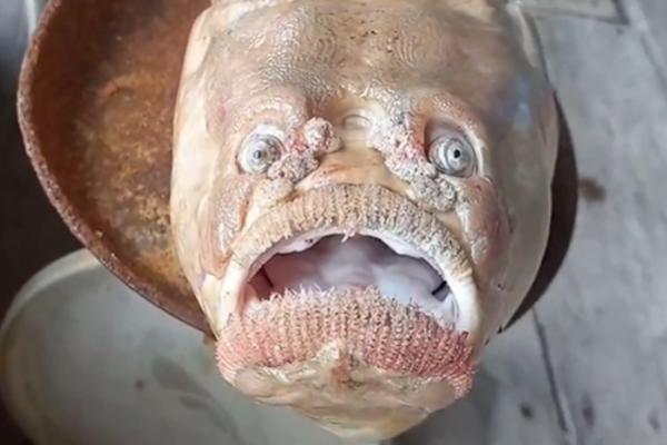 UHVAĆENA RIBA SA LJUDSKIM LICEM! Svi su u čudu, ribar zamlo UMRO OD STRAHA! (VIDEO)