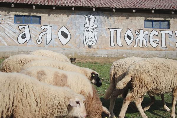 GORANOVO STADO OVACA ČUVA ZMAJ! Ceo komšiluk dolazio da vidi ČUDO, a niko nije verovao da će uspeti da SAČUVA OVCE!