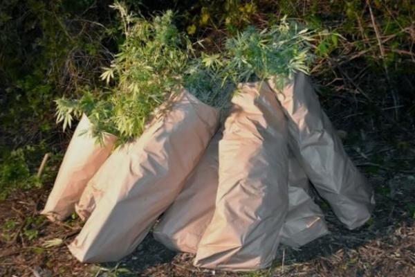 BEOČINCA UHVATILI POLJU TRAVE, UPAO JE U ZASEDU: A šta je tek imao kod kuće... SMEŠI MU SE DUGA ROBIJA